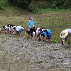 6月12日(月) 田植え体験