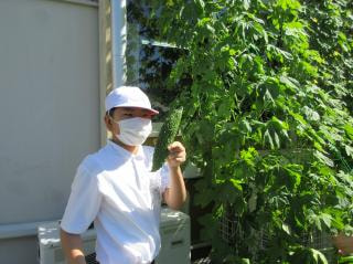 校長室前畑でゴーヤの収穫