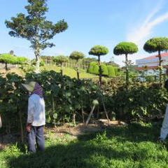 野菜作り名人の方々が畑の見回り