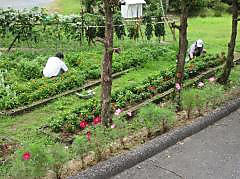 職員作業 花壇の草抜き