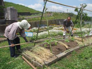 地域 畑に支柱が立ちました