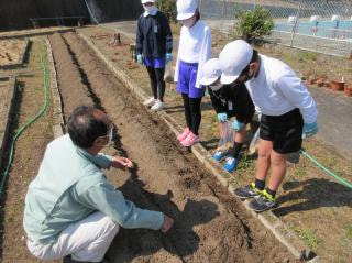 5年生 ジャガイモの植え付け