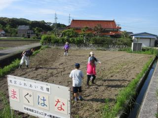 地域 「まぐはな花壇」の種まき