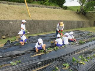 1・2年生 サツマイモの苗植え