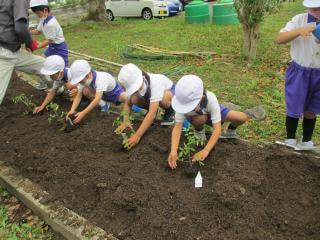 1・2年生野菜の苗植え