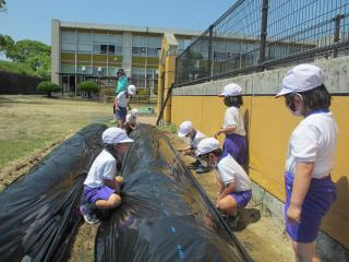 1・2年生さつまいも畑にマルチシート
