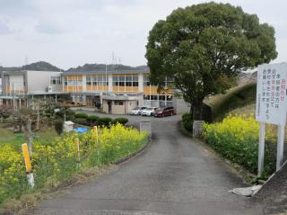 菜の花が見頃です