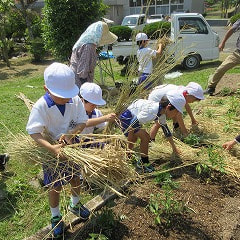 5月16日(火) 畑のわら敷き・支柱立て