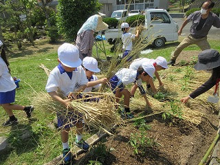 5月16日(火) 畑のわら敷き・支柱立て