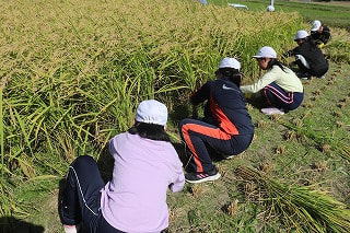 3~6年 稲刈り