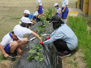 1・2年生 万倉ナスとミニトマトの苗植え