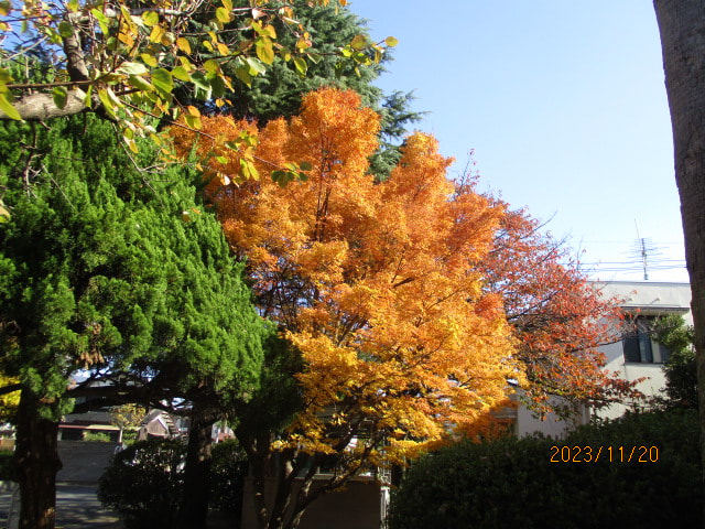 IMG_9696.JPG