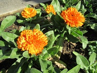 IMG_1140.JPG