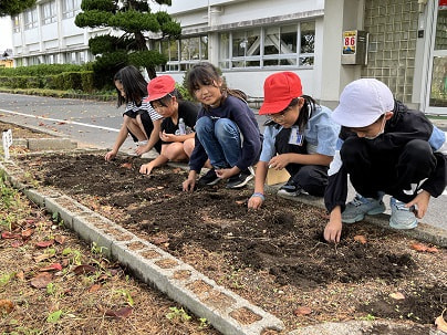 チューリップの球根を植えました