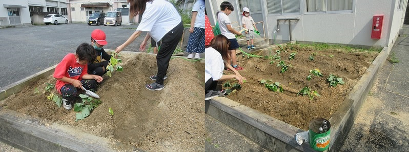 芋の苗植え(なかよし・つばさ学級)
