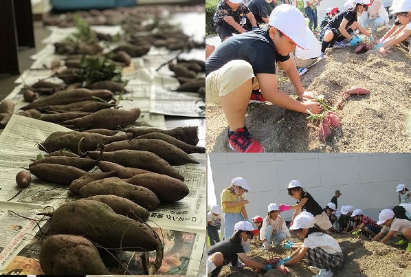 おいもの大収穫に子どもたちもニッコリ!(2年)