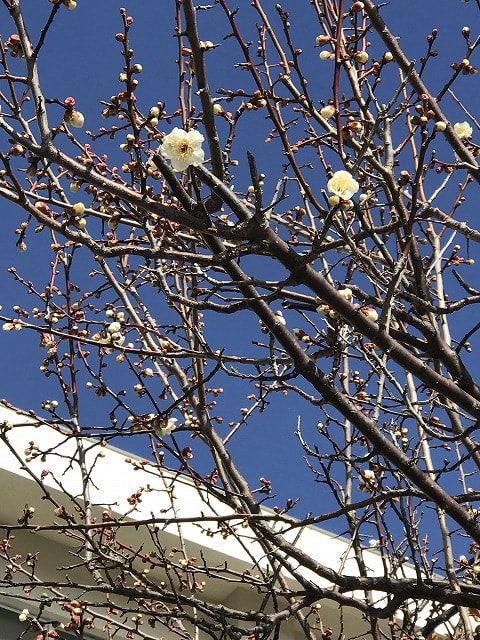 梅の花が咲きました!